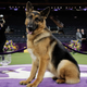 A German Shepherd poses for photos after winning Best in Show at the 141st Westminster Kennel Club Dog Show, in New York. (AP Photo/Julie Jacobson)
